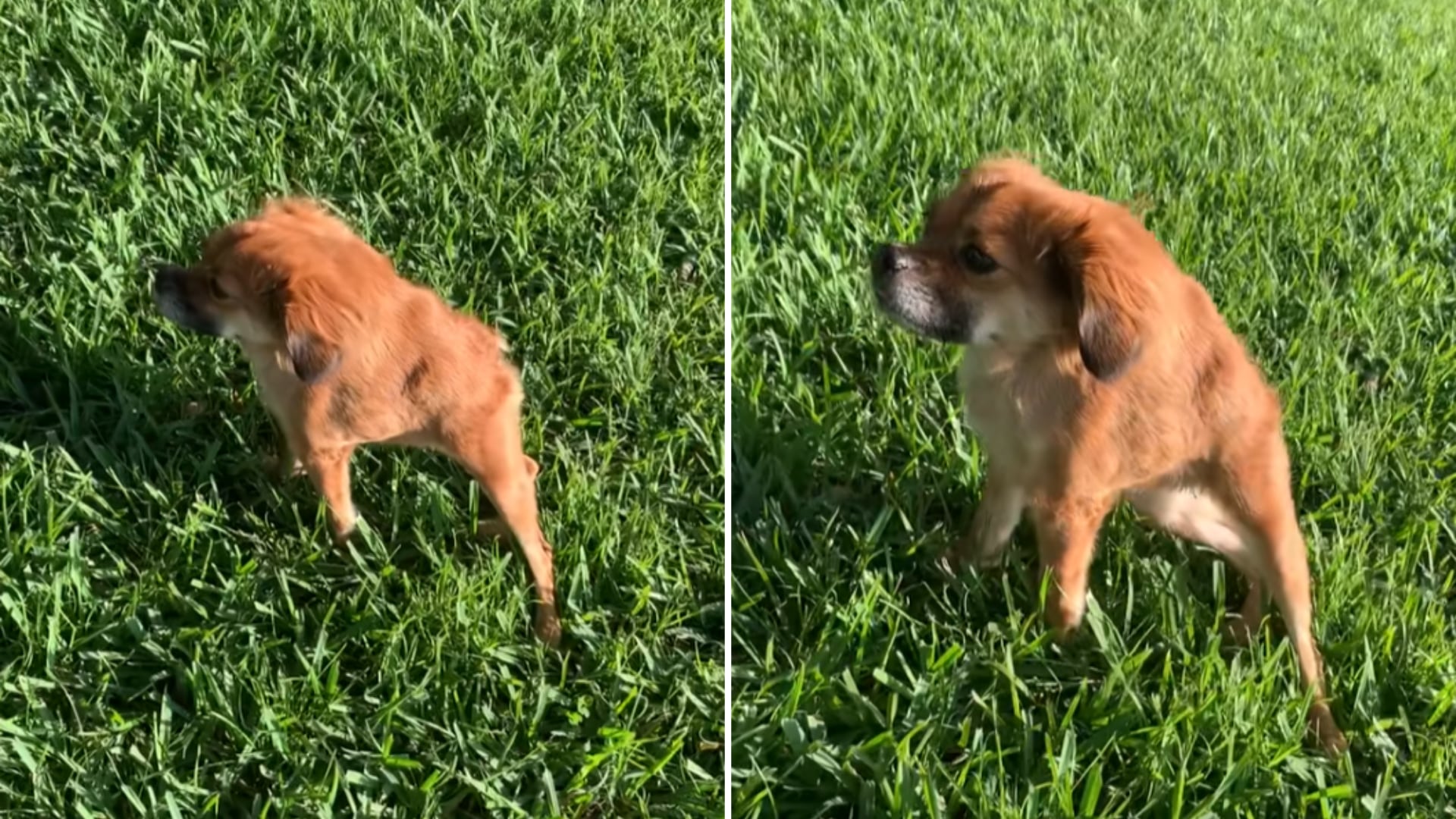 La historia de Tilly muestra que los animales con condiciones congénitas pueden disfrutar de una buena calidad de vida con atención veterinaria y cuidados adecuados.