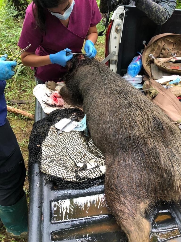Especialistas atienden a chanchos de monte que fueron atacados por cazadores en la Península de Osa. Foto cortesía UNA.