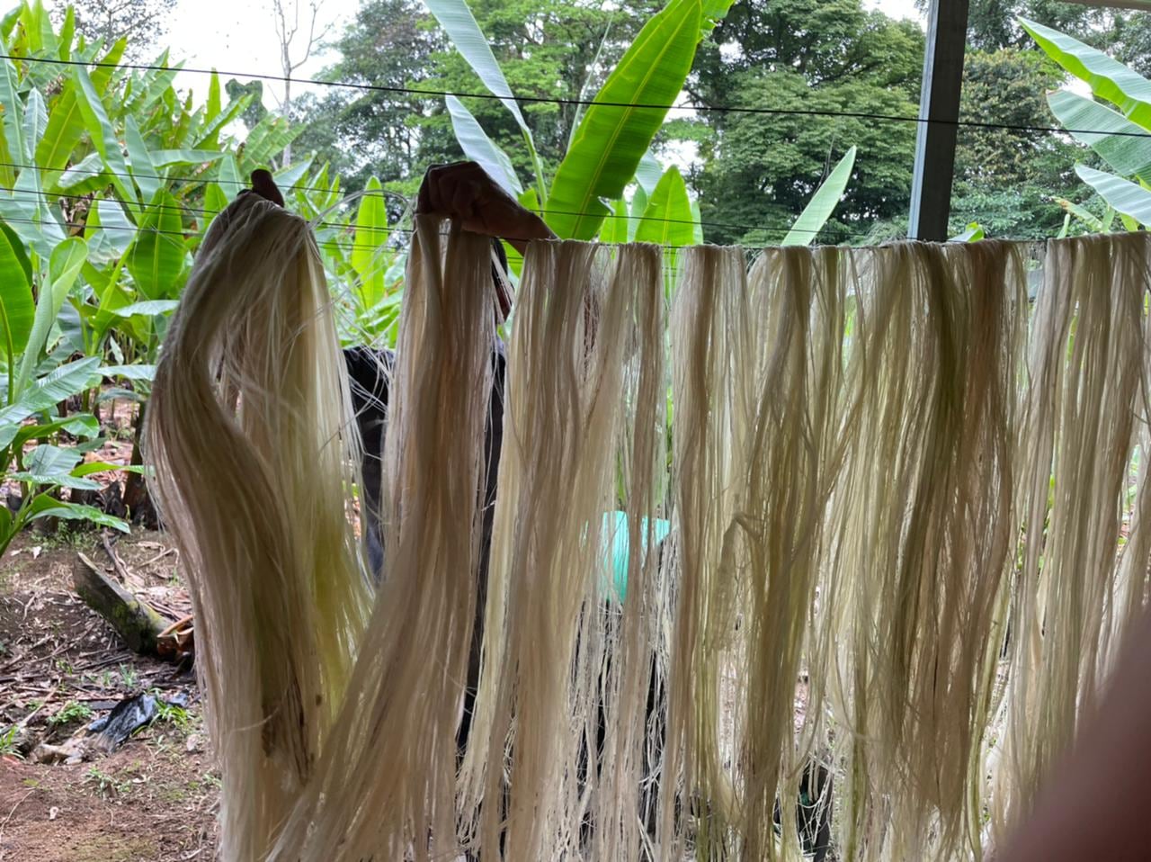 La fibra obtenida a partir del tallo del abacá tiene múltiples usos industriales, como papel, artesanía, papel moneda, sector automotriz, cordaje y billetes. Se le considera un cultivo muy promisorio. Foto: Cortesía de Procomer