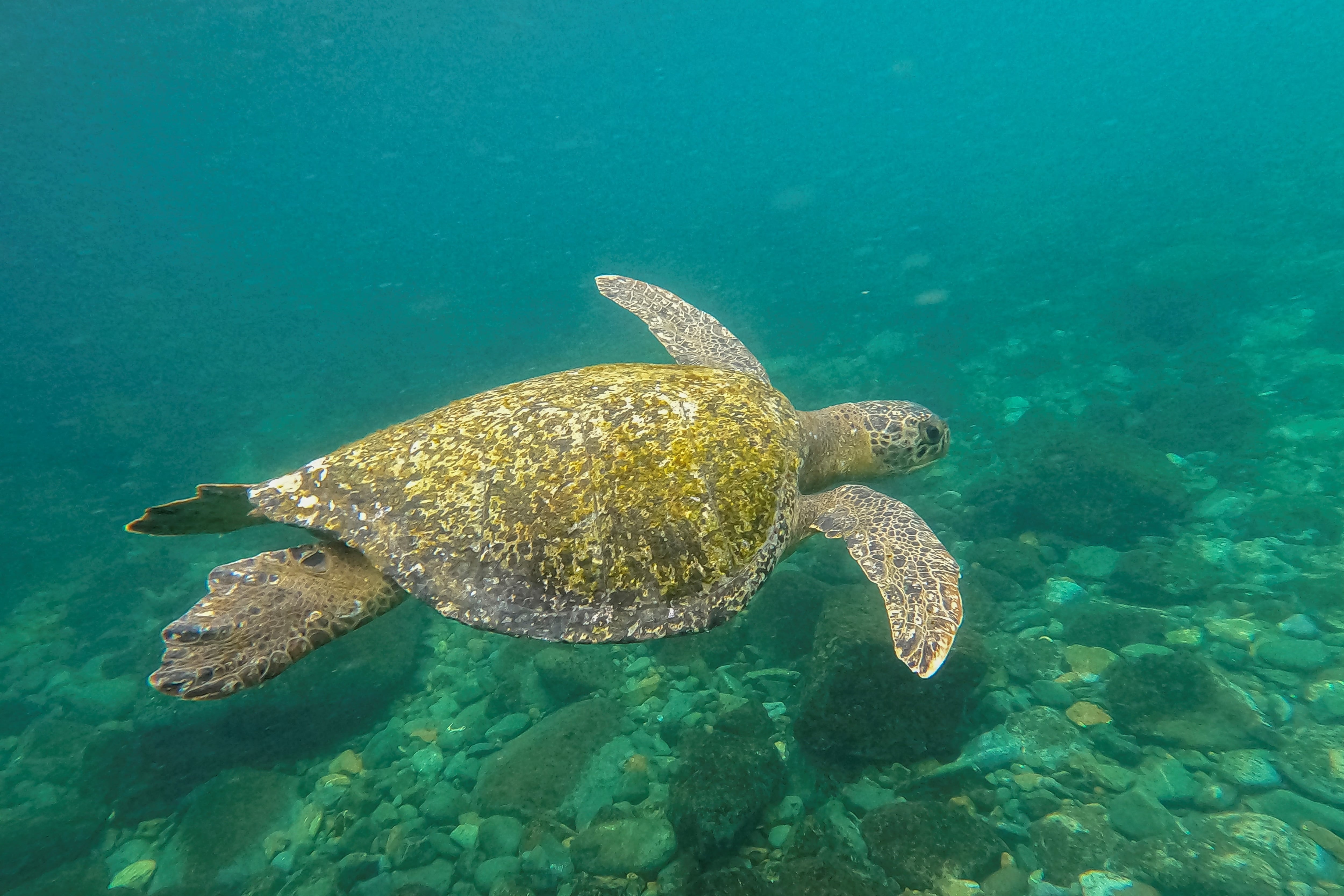 Una tortuga verde (Chelonia mydas) cerca de la isla Gorgona frente a la costa suroeste de Colombia, el 2 de diciembre de 2021. Estos animales arriban en miles a Costa Rica a desovar. Fotografía: