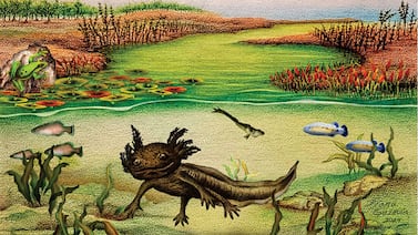 Descubren en México una nueva especie fósil de ajolote que vivió hace más de 4 millones de años