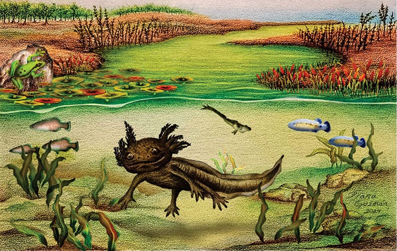 Investigadores describieron un nuevo ajolote fósil hallado en Hidalgo, México, dentro de un antiguo lago del Plioceno.