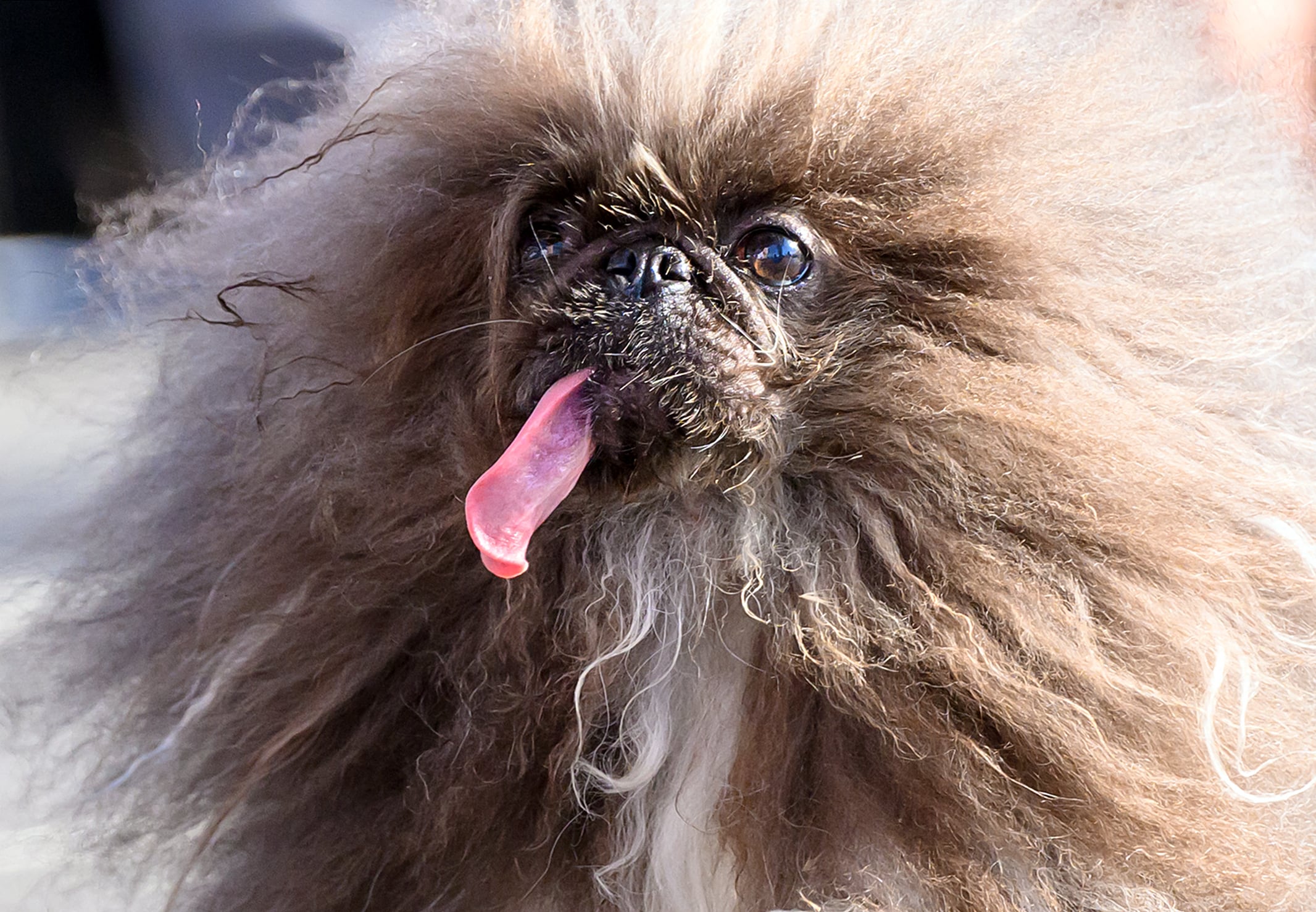 Wild Thang, un perro pequinés, compite durante el concurso anual del Perro Más Feo del Mundo en la Feria Sonoma-Marin en Petaluma, California, el 21 de junio de 2024. Wild Thang, un perro pequinés que ya había participado en la competencia cuatro veces, finalmente ganó la 34ª edición del concurso del Perro Más Feo del Mundo y fue galardonado con $5,000.
JOSH EDELSON / AFP