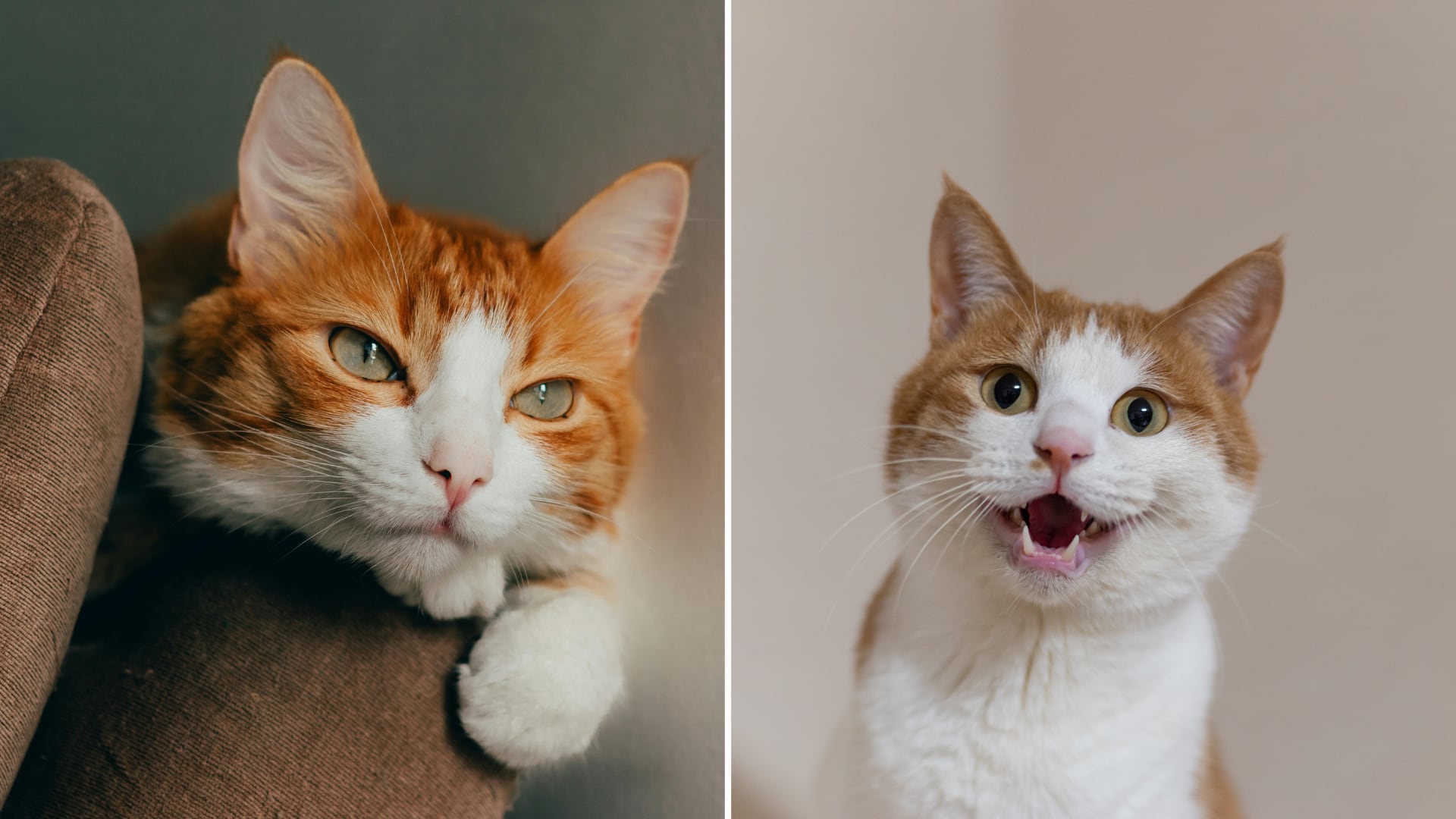 Los gatos desarrollaron distintos tipos de maullidos para comunicarse con las personas. Aplicaciones con inteligencia artificial intentan interpretar ese lenguaje.