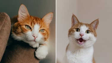 Qué significa cuando su gato maúlla mucho y cómo entender sus señales