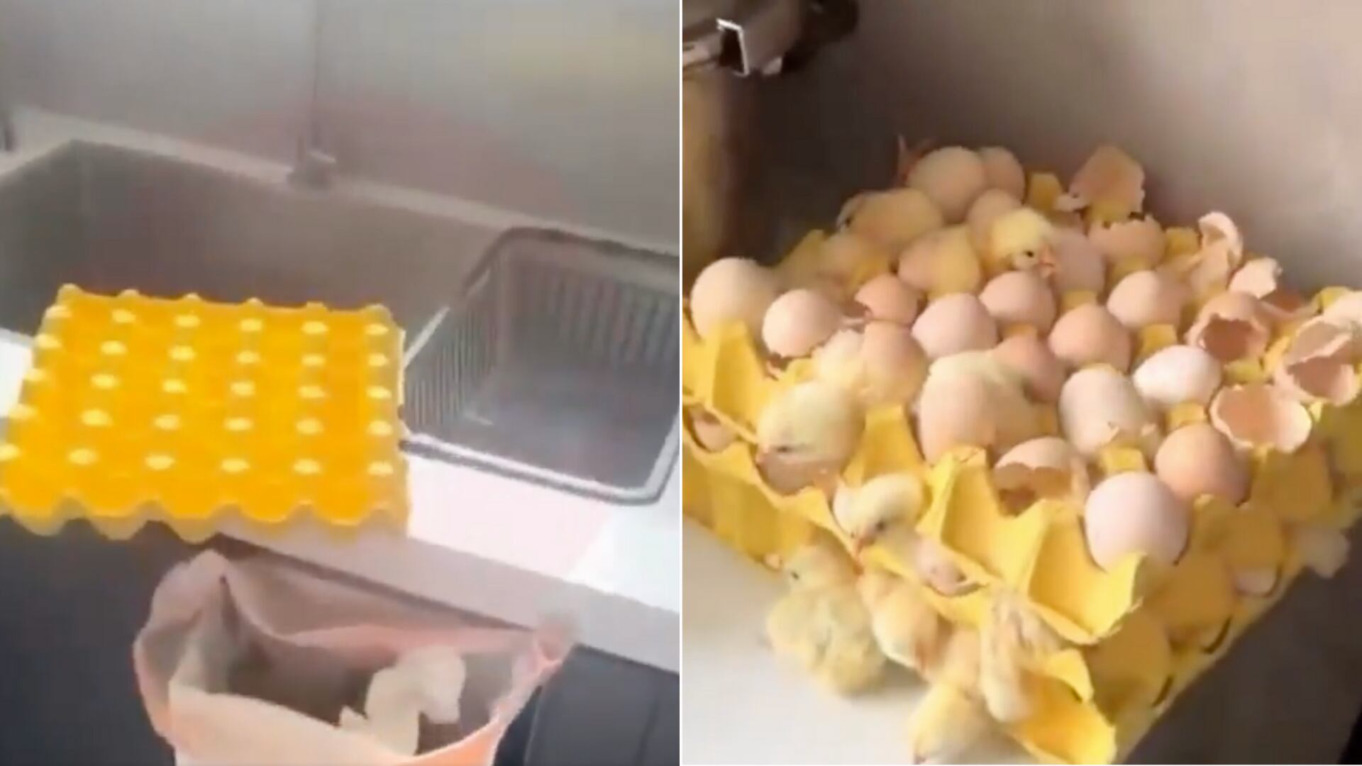 Una madre halló 70 pollitos nacidos de huevos comprados tras volver de un viaje y por efecto de altas temperaturas en su ciudad