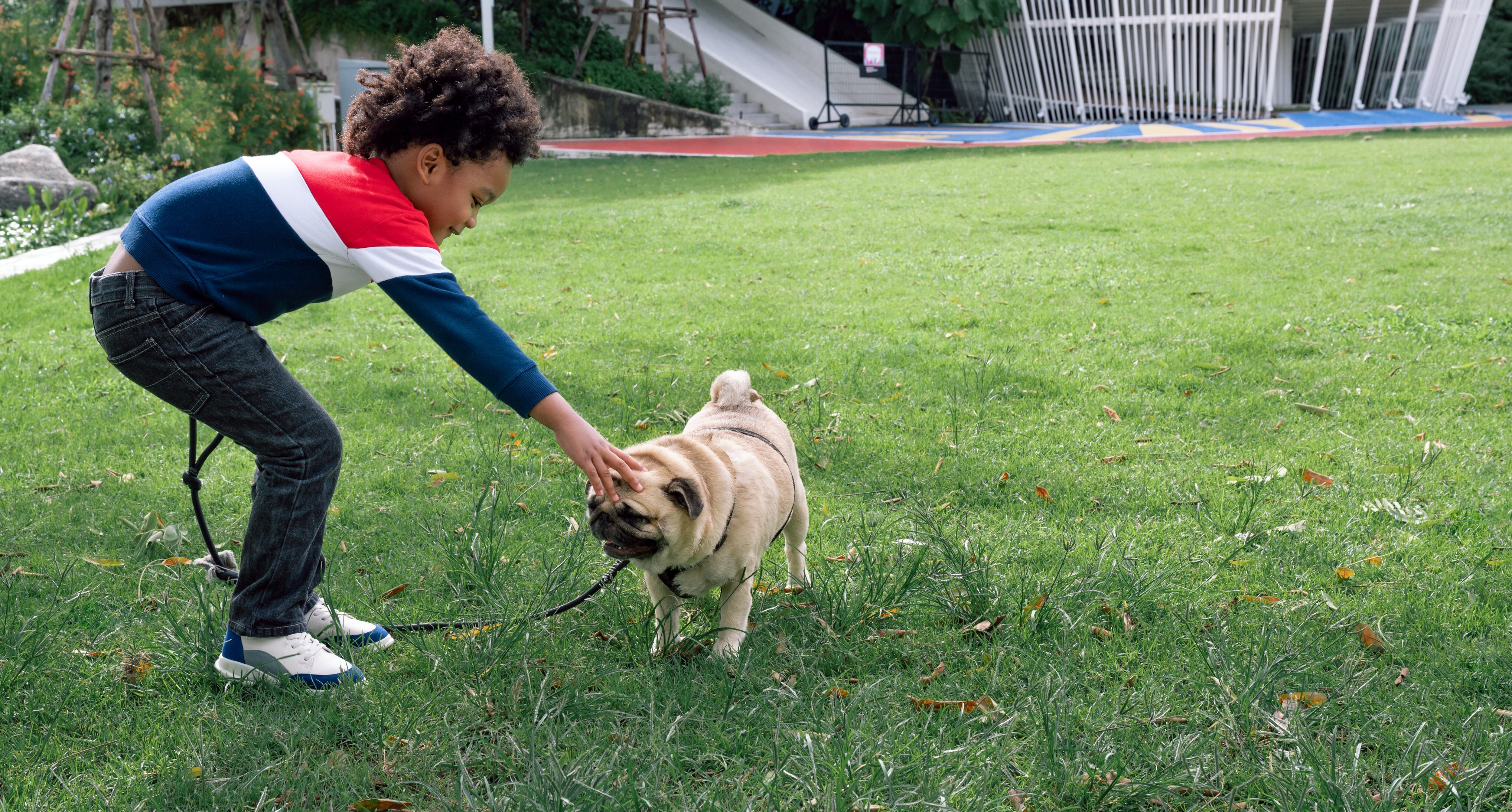 Un niño jugando con un perro. Le toca su cara.