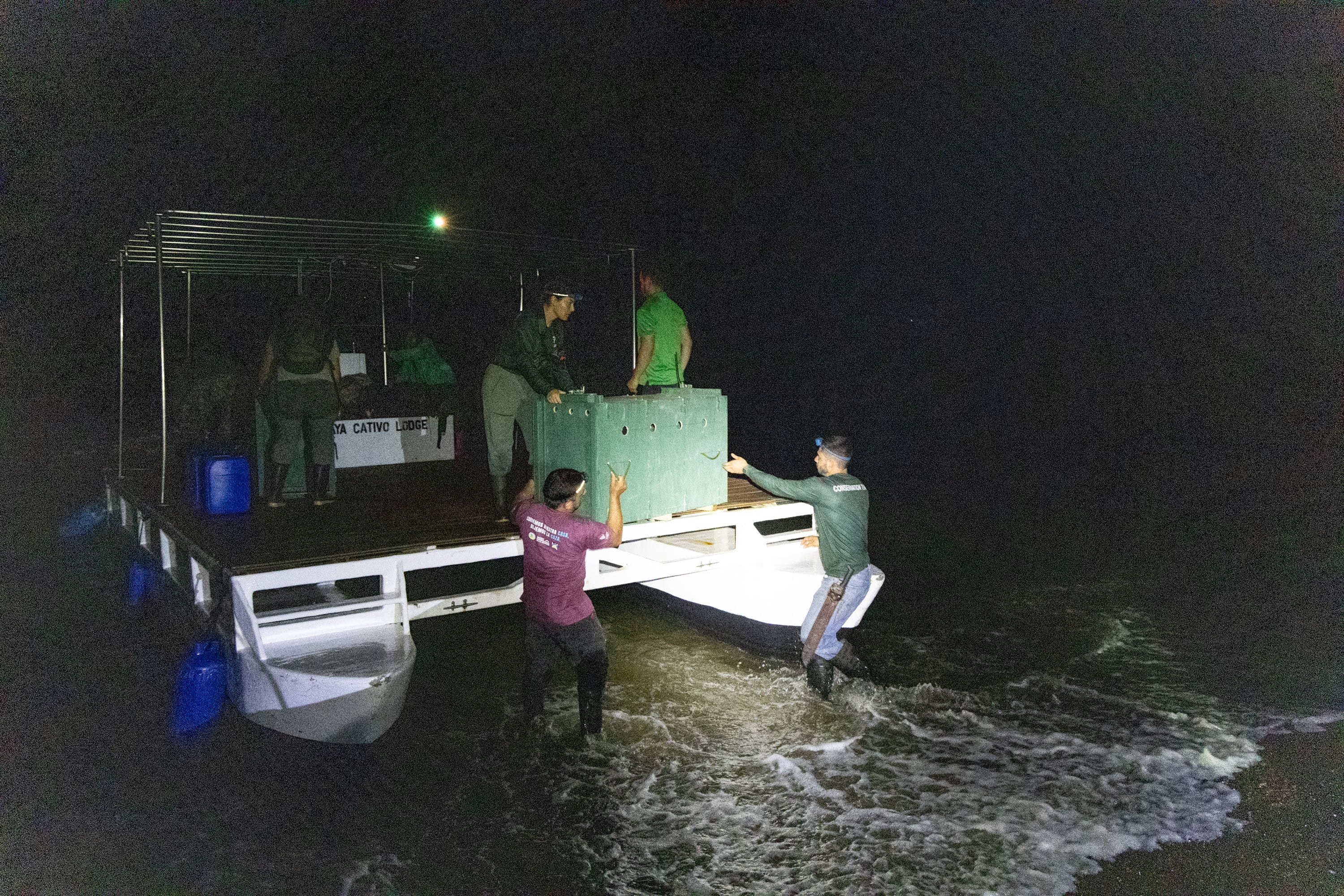13 chanchos de monte son trasladados para recuperar el ecosistema del Parque Nacional Piedras Blancas