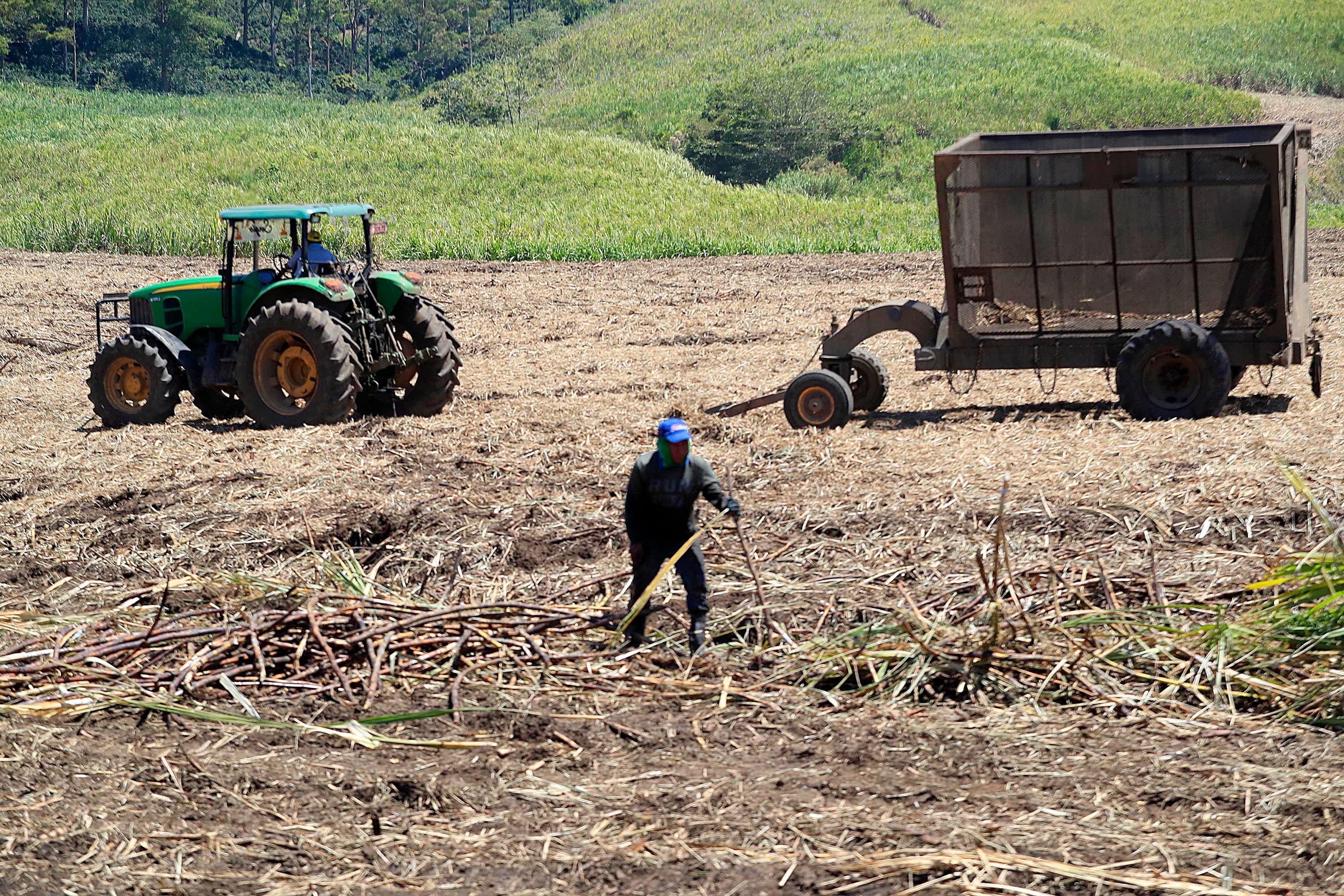 En Cuba la mano de obra para la agricultura no cubre las necesidades laborales de la isla. Foto: Archivo