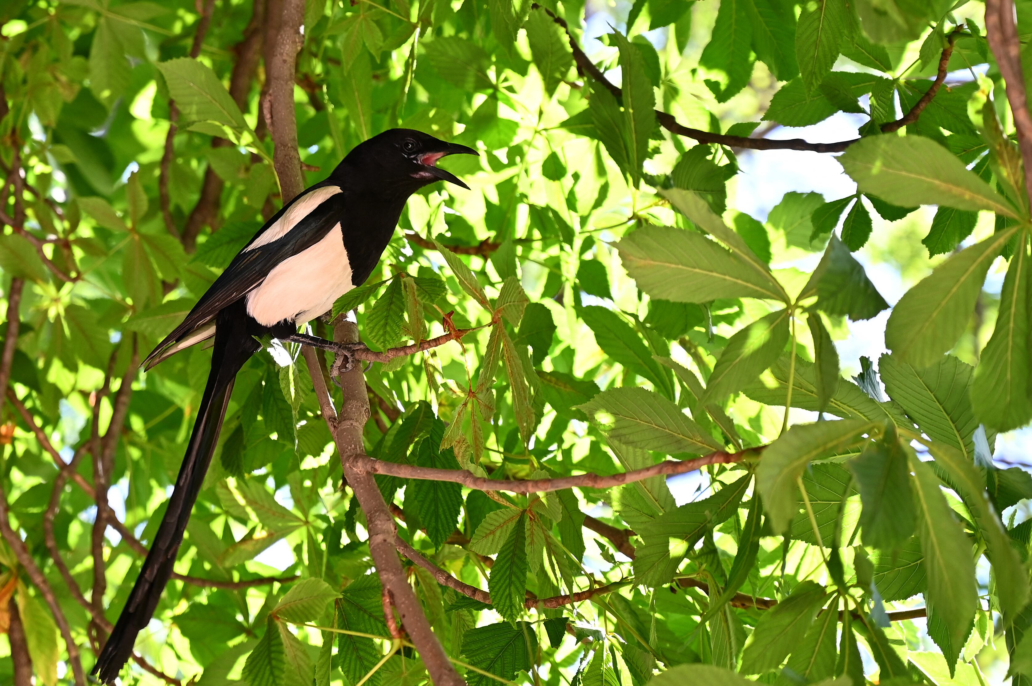(ARCHIVO) Una urraca es fotografiada en el parque del Retiro, en el centro de Madrid, el 5 de junio de 2019. Investigadores noruegos publicaron un estudio en la revista Royal Society Open Science el 16 de abril de 2025, en el que plantean la hipótesis de que las aves desconfían de objetos desconocidos. Un temor que sería especialmente marcado en los córvidos, y que otras aves aprovechan para proteger sus huevos de estos depredadores. (Foto de GABRIEL BOUYS / AFP)