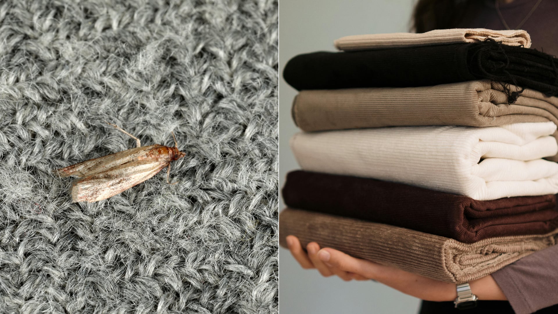 Opciones caseras con ingredientes naturales ayudan a eliminar polillas y prevenir daños en ropa y objetos almacenados.