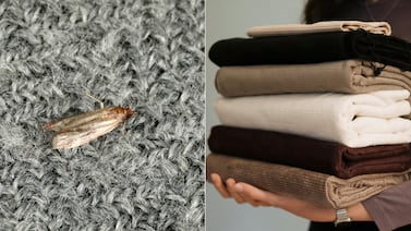 Cómo eliminar las polillas de los armarios y evitar que vuelvan: métodos caseros con ingredientes naturales