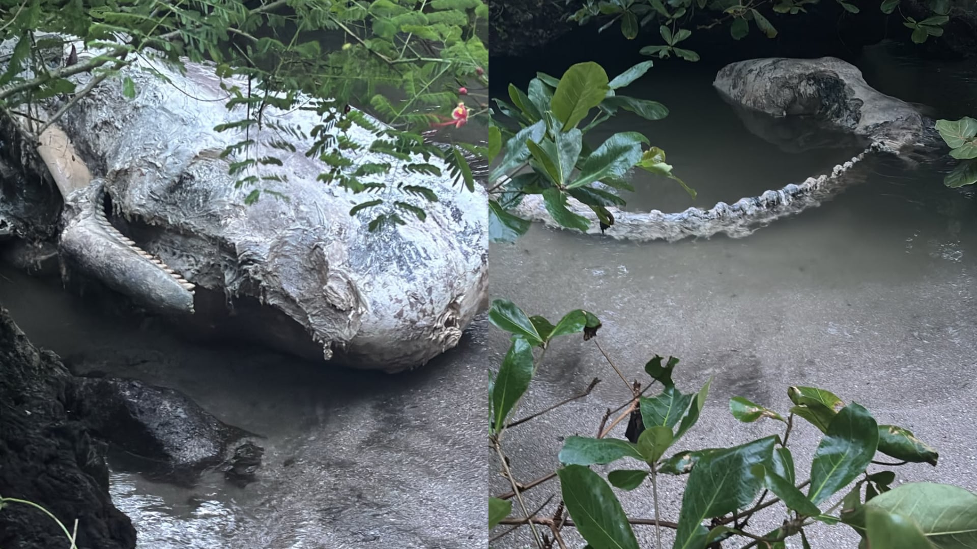Autoridades ambientales y voluntarios retiraron restos óseos de un cachalote en Cahuita.