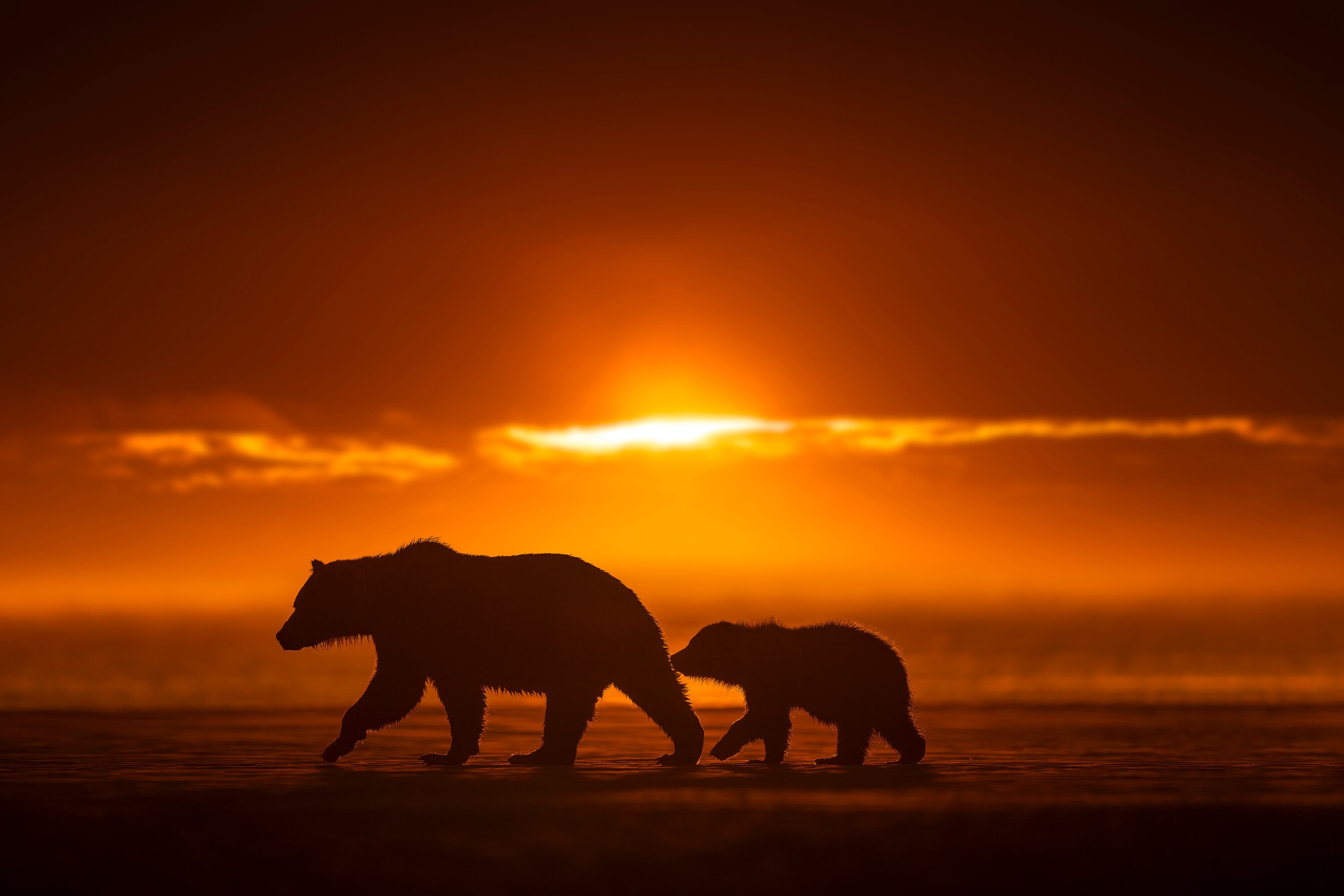 El vínculo en la vida salvaje, inmortalizado por el lente cuidadoso de Luis Solano.