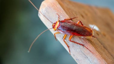 ¿Las cucarachas realmente sobrevivirían a un apocalipsis nuclear?