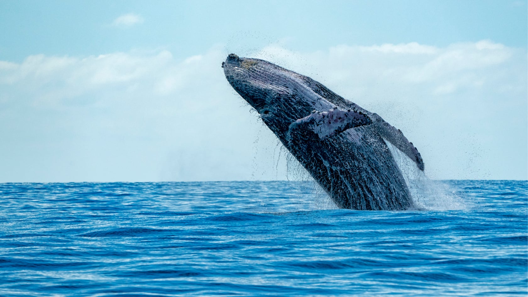 Un estudio científico halló arpones de hueso en Brasil que indican la práctica más antigua conocida de caza activa de ballenas en el mundo.