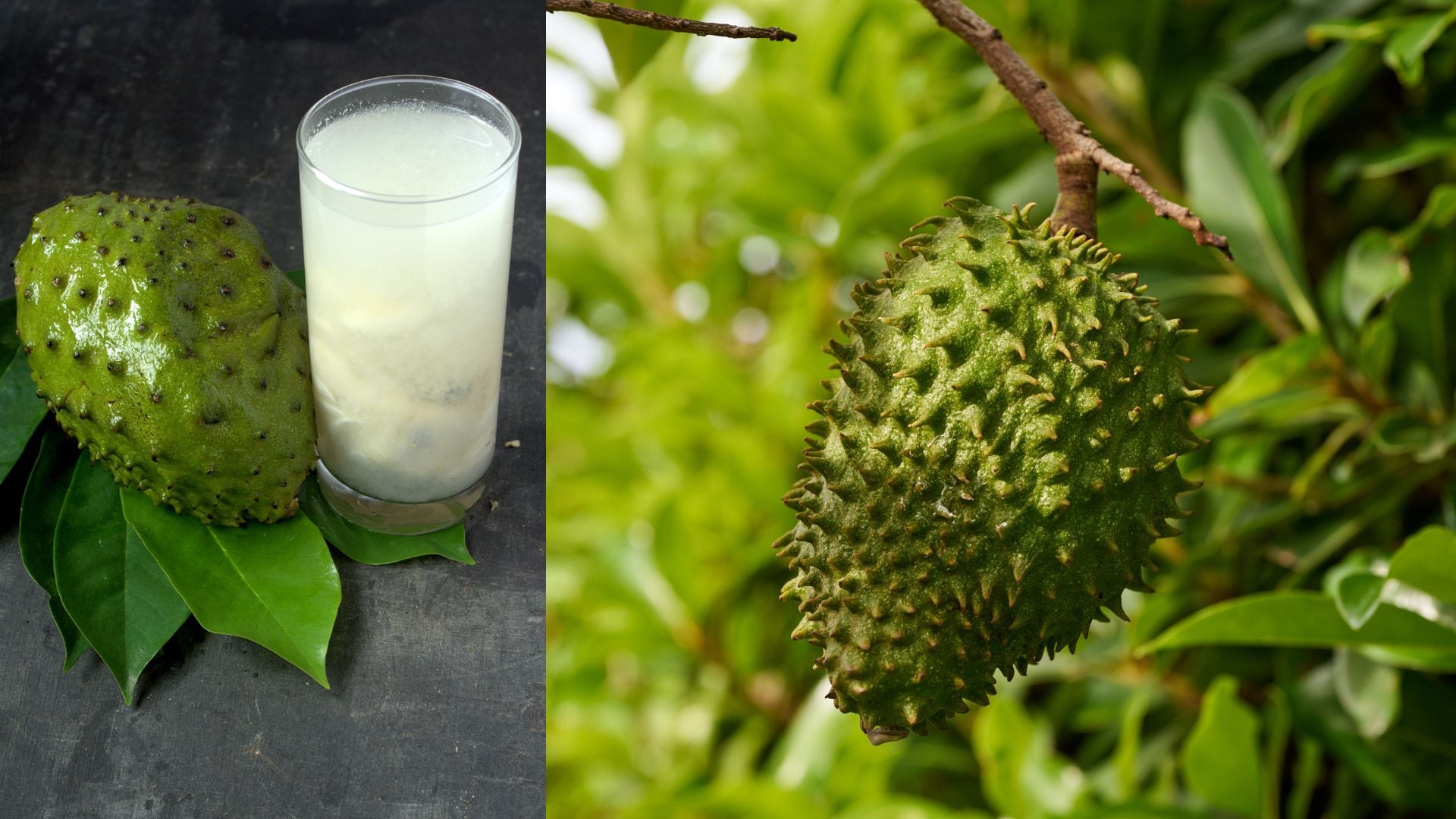 La guanábana, apreciada por sus propiedades medicinales, podría ofrecer un tratamiento natural para las úlceras gástricas a través de su aceite esencial.