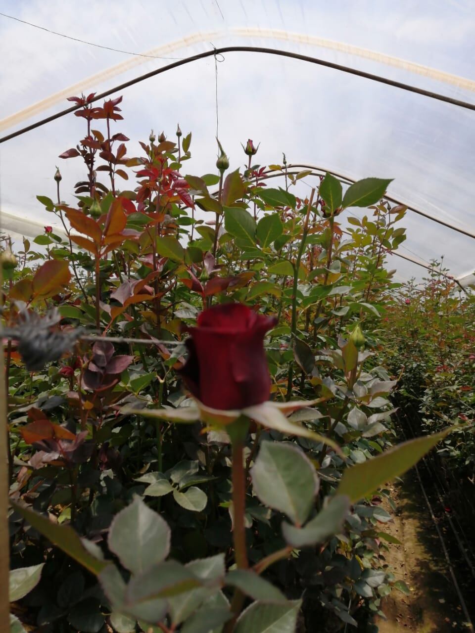 Rosas rojas, blancas, amarillas, rosadas, papaya o de dos colores pueden llegar a la puerta de su casa, a precios muy bajos. Si las adquiere, ayudará a los productores de Llano Grande.