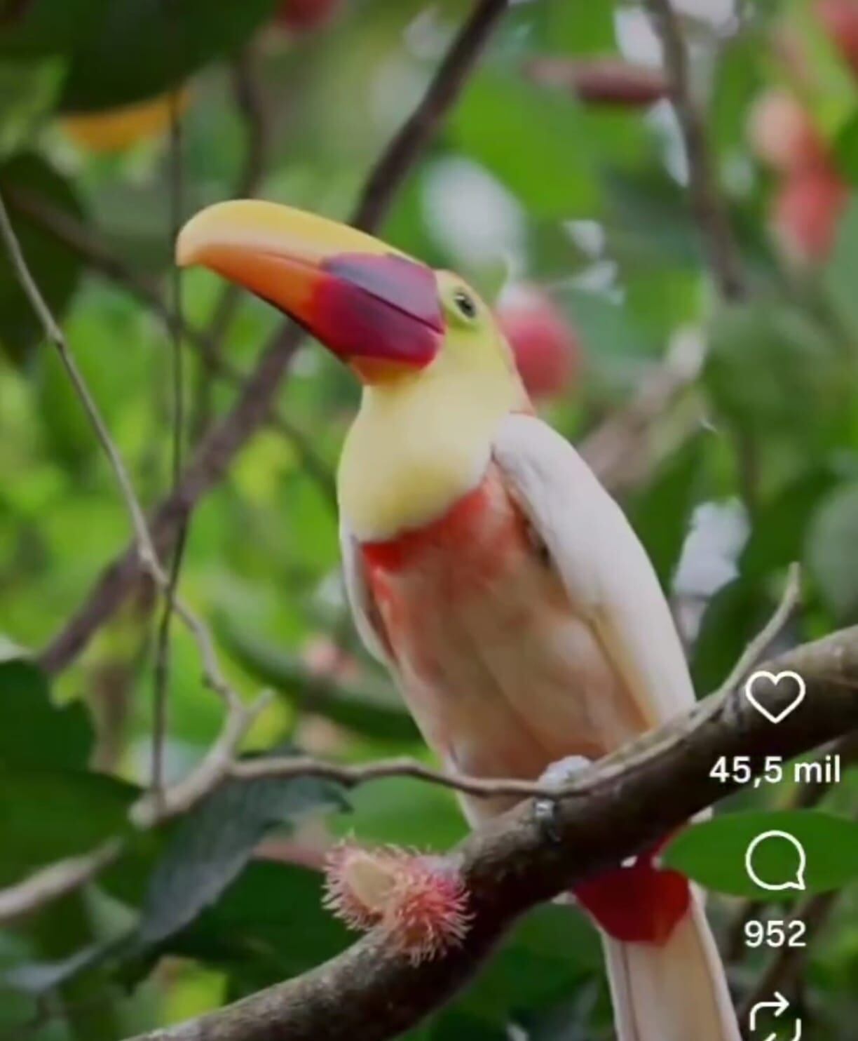 Tucán blanco