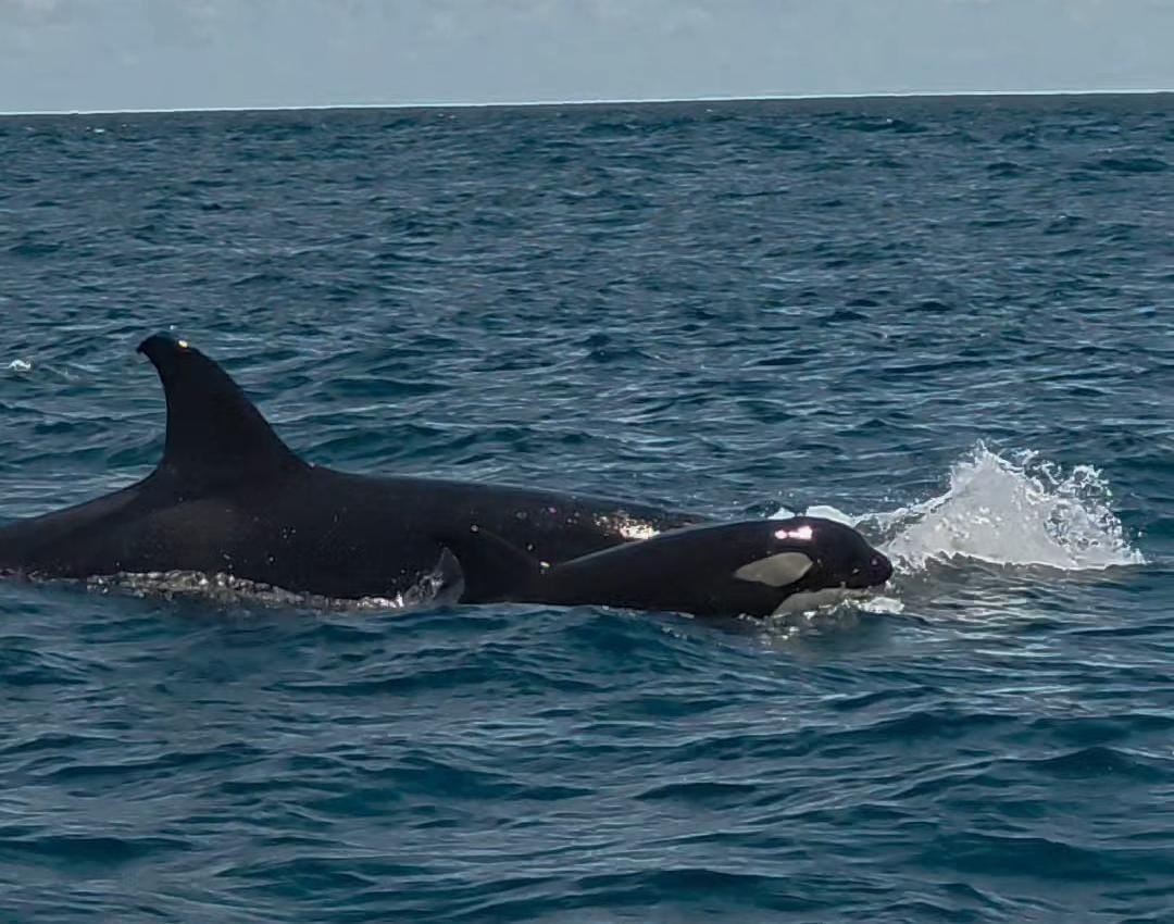Un avistamiento poco usual en Corcovado: una madre con su cría.