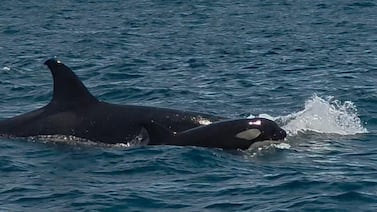 Orcas con un bebé protagonizan un encuentro inusual en el Pacífico de Costa Rica: así fue el avistamiento