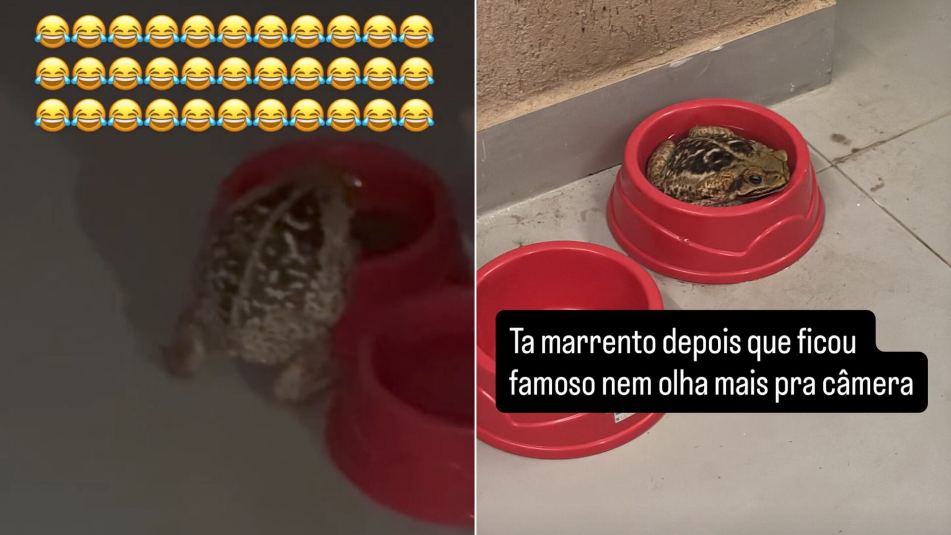 El sapo que visita al jugador Rodrigo Nestor busca agua y alimento. Científicos explican por qué el comportamiento no debe causar alarma.