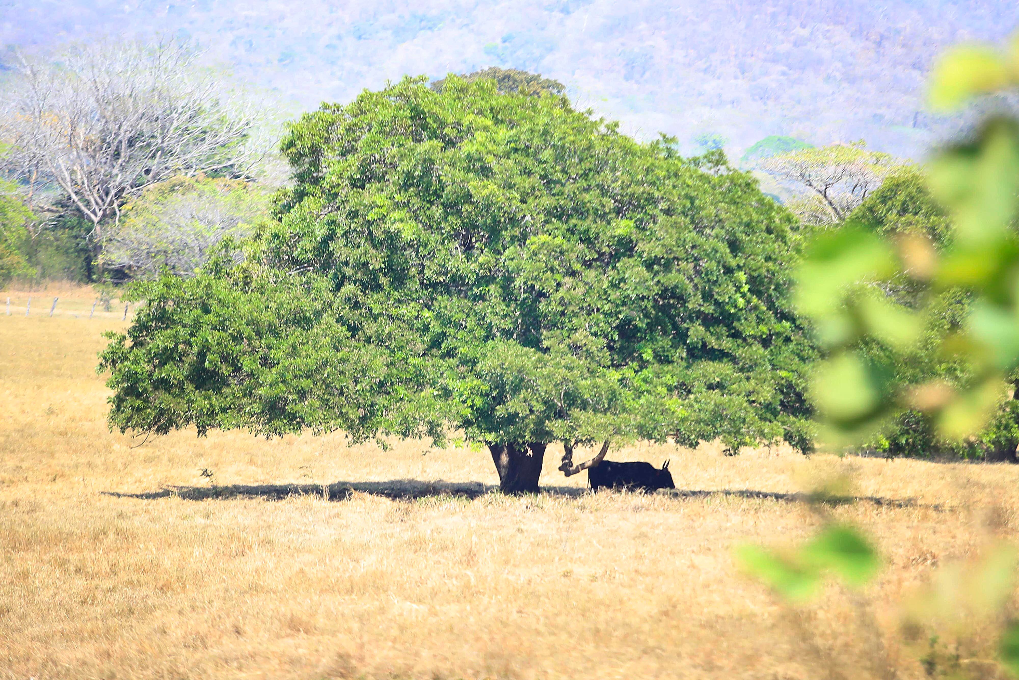 10/03/2024 Guanacaste. El sol incesante y el fuerte calor de la estación seca en estos primeros meses del año se sienten con más intensidad en el Pacífico Norte donde, especialemente el ganado vacuno y los caballos la pasan muy mal pues los pastos de los potreros lejos de mostrarse frescos y verdes aparecen amarillos, quemados por las fuertes temperaturas. Cerca del mediodía los animales buscan la sombra de algún árbol, cuando la encuentran. Foto: Rafael Pacheco Granados