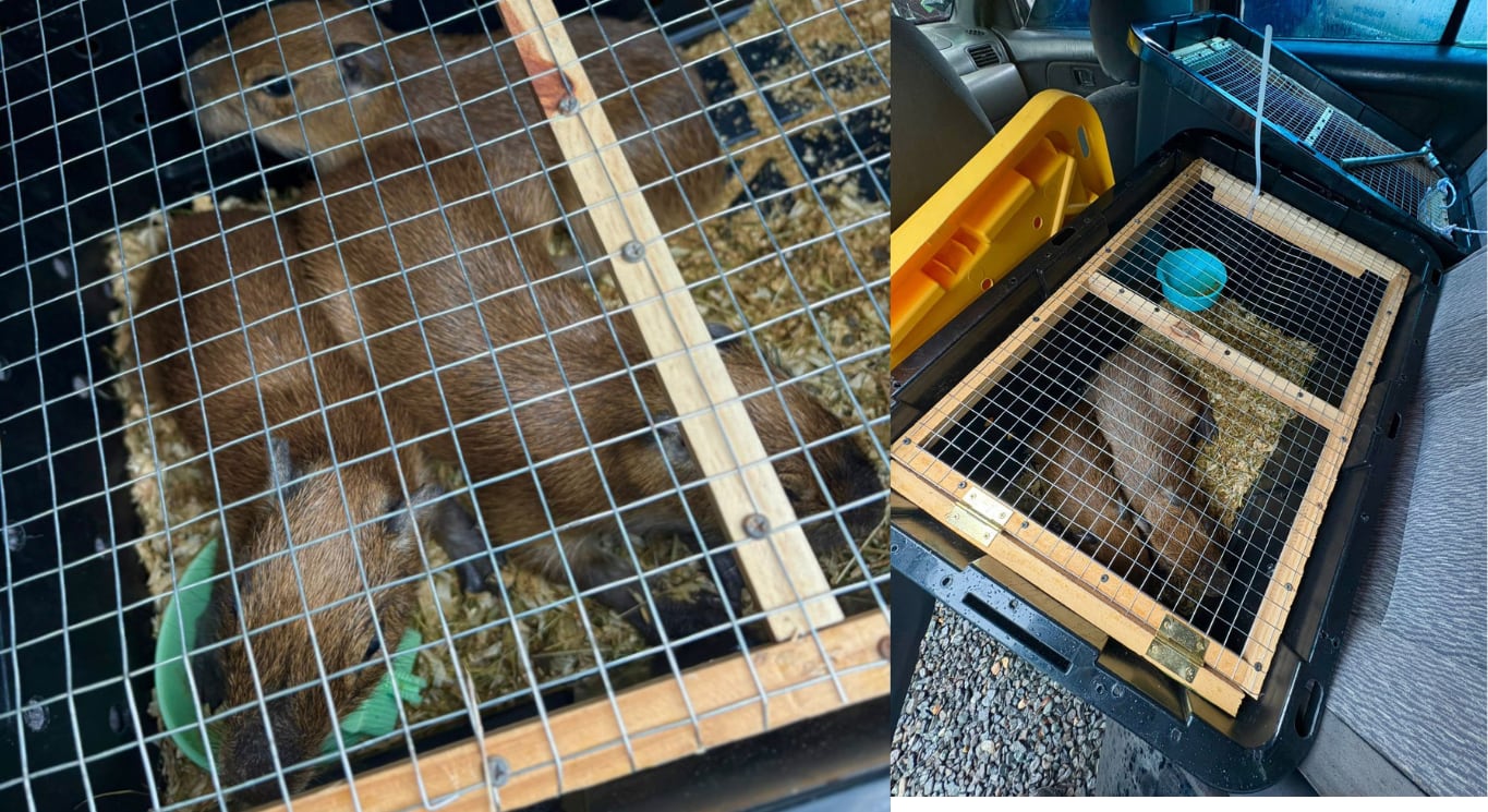 Detalle de las capibaras decomisadas hoy en el sector de Orotina en Puntarenas. Fotografías: