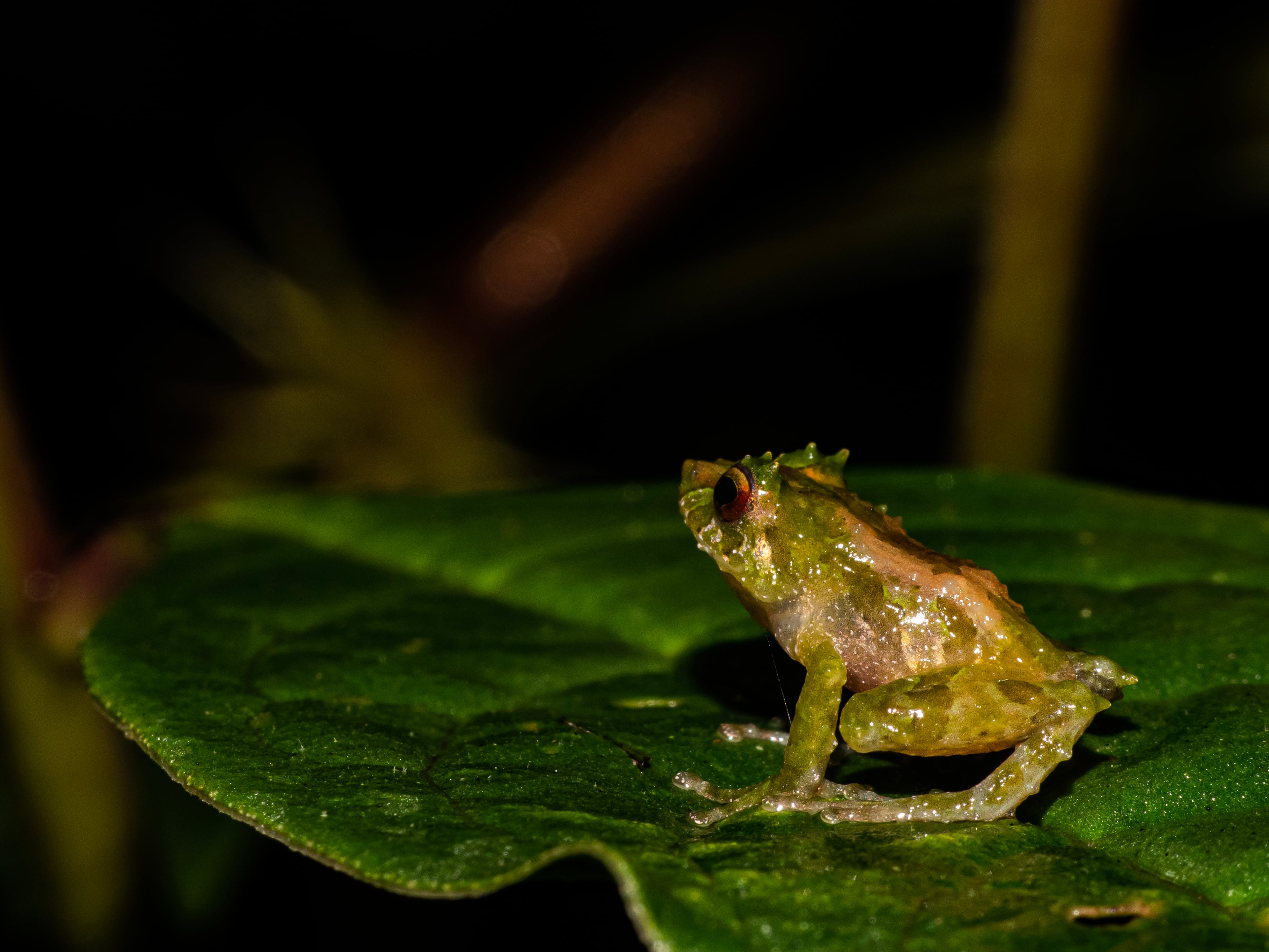 Investigadores describen una nueva especie de rana en los bosques de los Andes orientales de Ecuador.
REMITIDA / HANDOUT por INSTITUTO NACIONAL DE BIODIVERSIDAD DE ECUADOR
Fotografía remitida a medios de comunicación exclusivamente para ilustrar la noticia a la que hace referencia la imagen, y citando la procedencia de la imagen en la firma
Foto de archivo