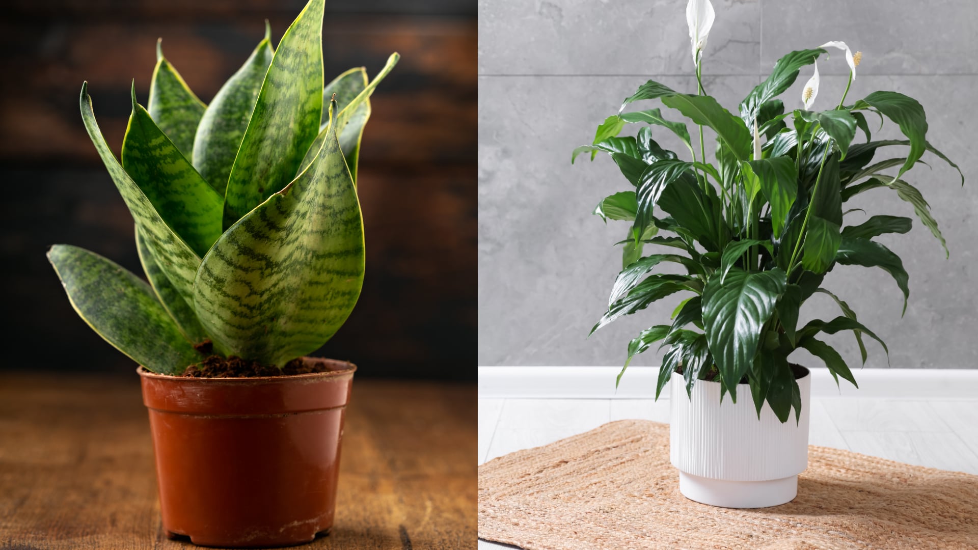 Cinco plantas populares en balcones urbanos pueden ayudar a mejorar el ambiente interior y aportar humedad en espacios cerrados.