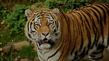 Hombre que murió atacado por un tigre en zoológico de Inglaterra habría pedido que le tomaran una foto con el animal antes de ingresar al recinto
