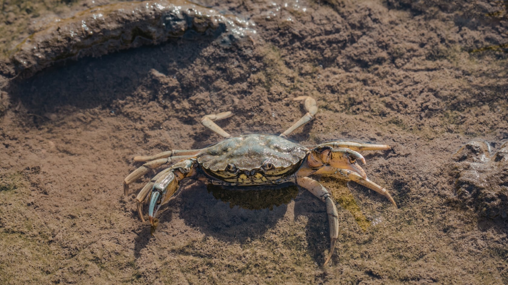 Crustáceos colonizan manglares creados tras dragado y evidencian mejora ambiental en Barra, Brasil. Imagen con fines ilustrativos.