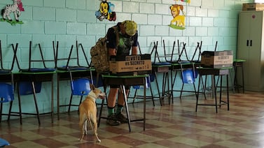 Elecciones 2026: TSE recuerda regla sobre ingreso de mascotas al recinto de votación