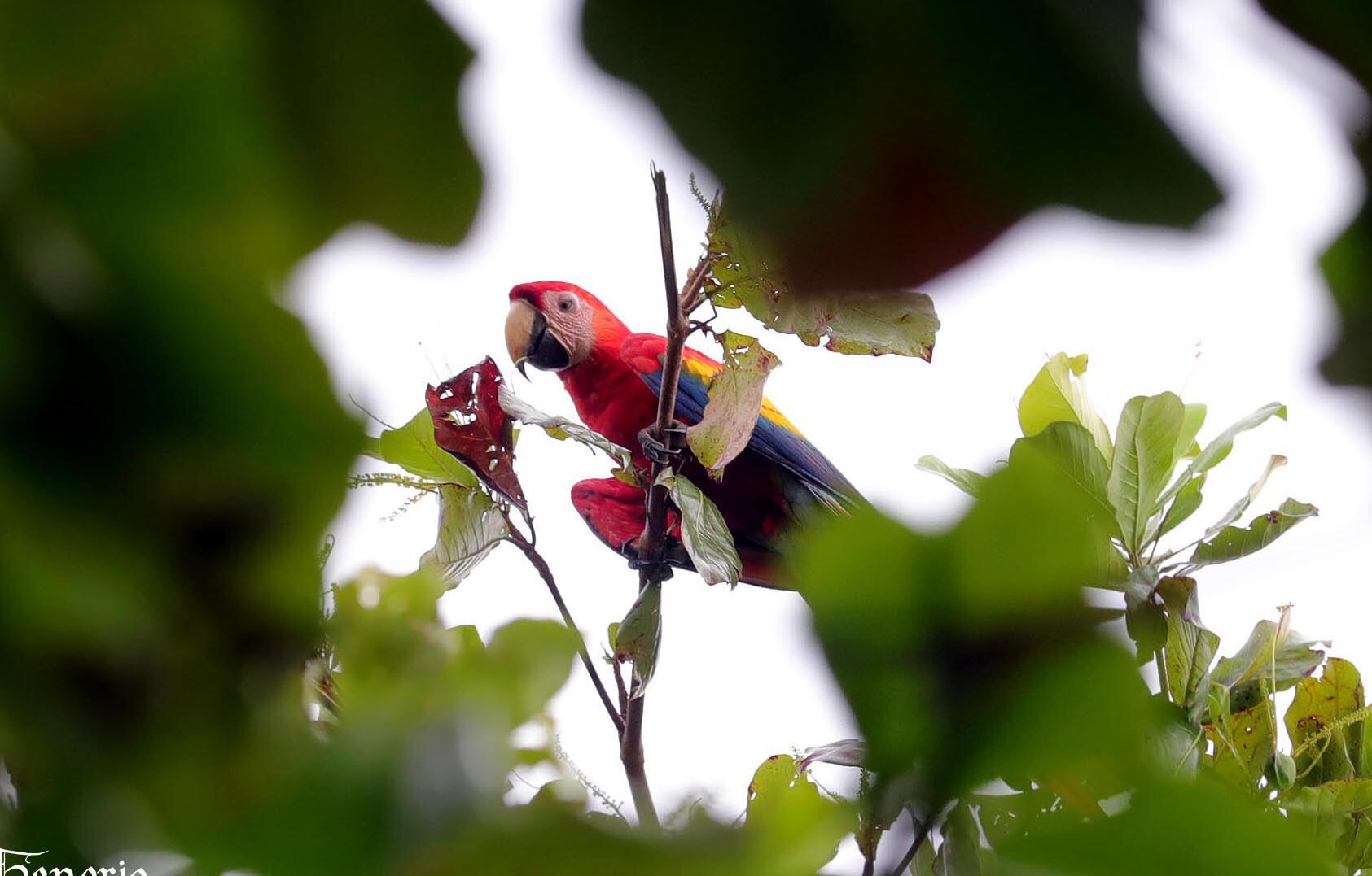 Las lapas es uno de los emblemas del país.