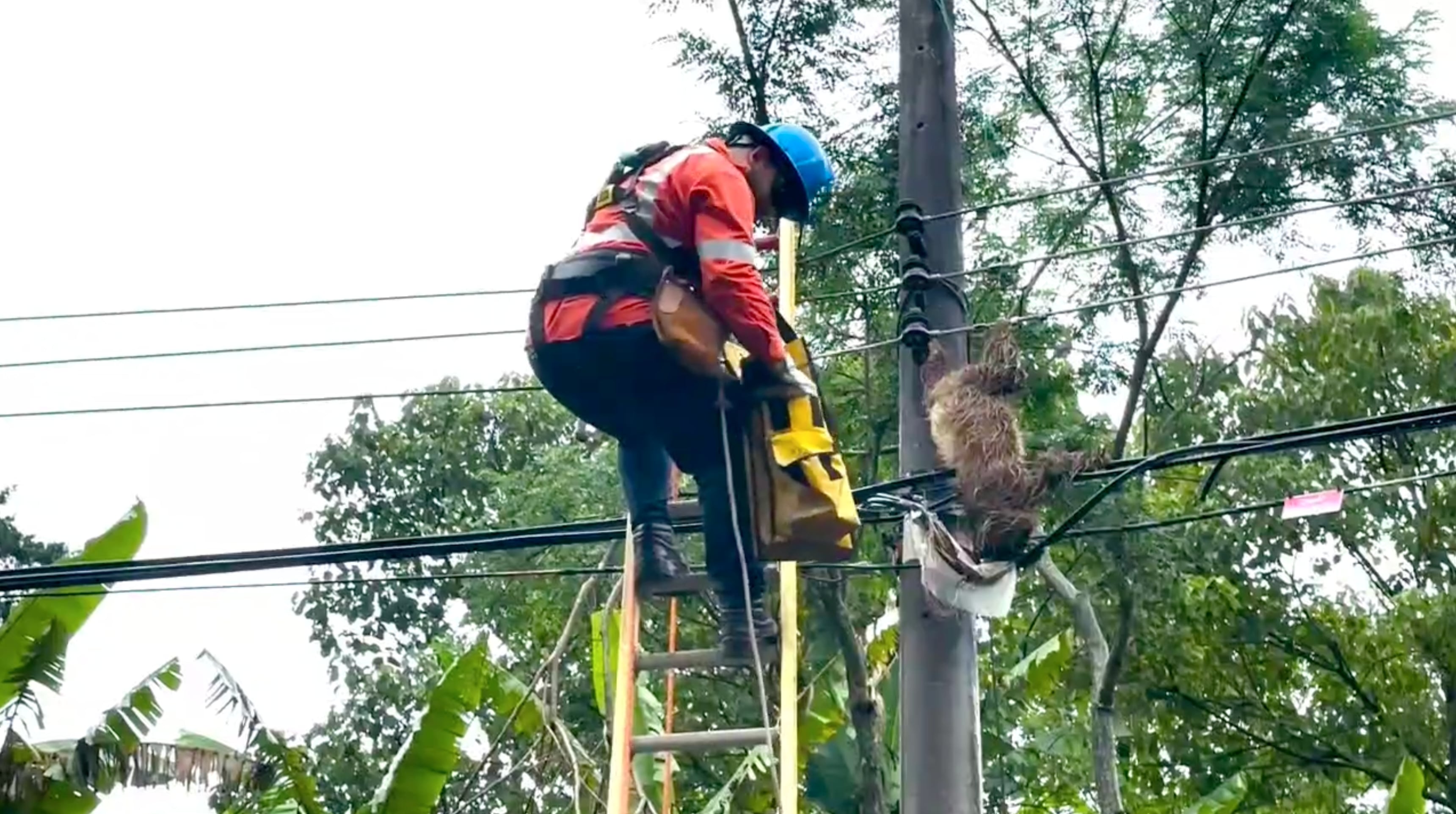 Detalle de uno de los encargados de retirar la cría de perezoso en Higuito de Desamparados. Fotografía: