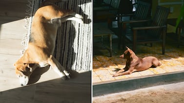 ¿Por qué los perros buscan el sol? Claves sobre sus beneficios y riesgos para la salud