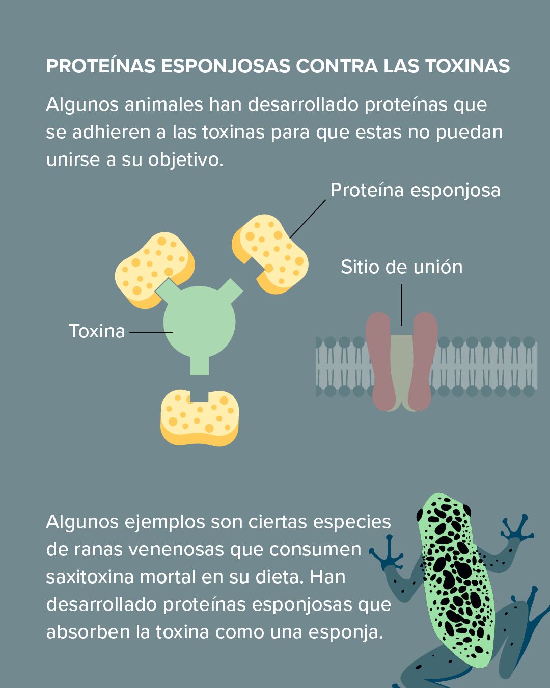 Explicación de la inmunidad al veneno en los animales.