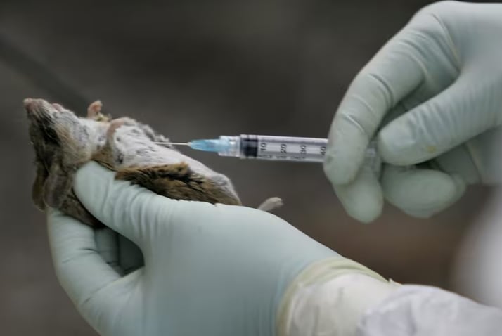 El hantavirus es una enfermedad poco frecuente asociada al contacto con roedores y que puede causar complicaciones respiratorias graves.