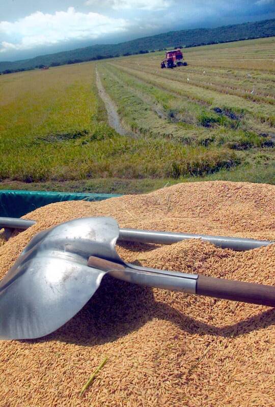 Costa Rica cultivó 66.135 hectáreas de arroz en el periodo 2014-2015. De ellas, un 66% (43.640 hectáreas) se sembraron a áreas donde no contaban con irrigación, según los daros de Conarroz. | ARCHIVO/MARIO ROJAS