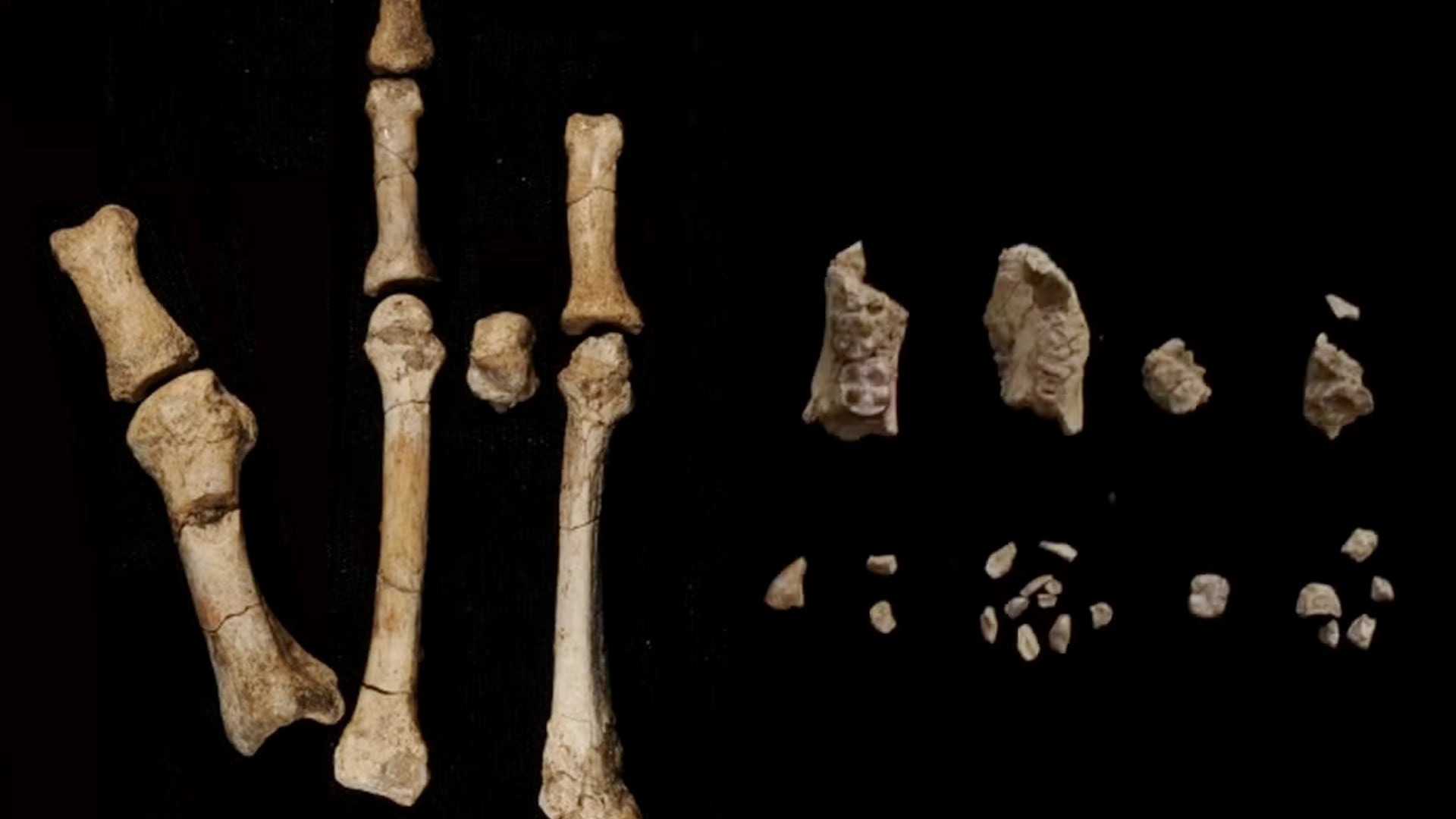 El fósil hallado en Etiopía muestra que dos especies humanas ancestrales convivieron en África hace 3,4 millones de años.