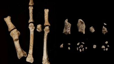 Pie de 3,4 millones de años revela antepasado humano que convivió con la especie de la Australopithecus Lucy