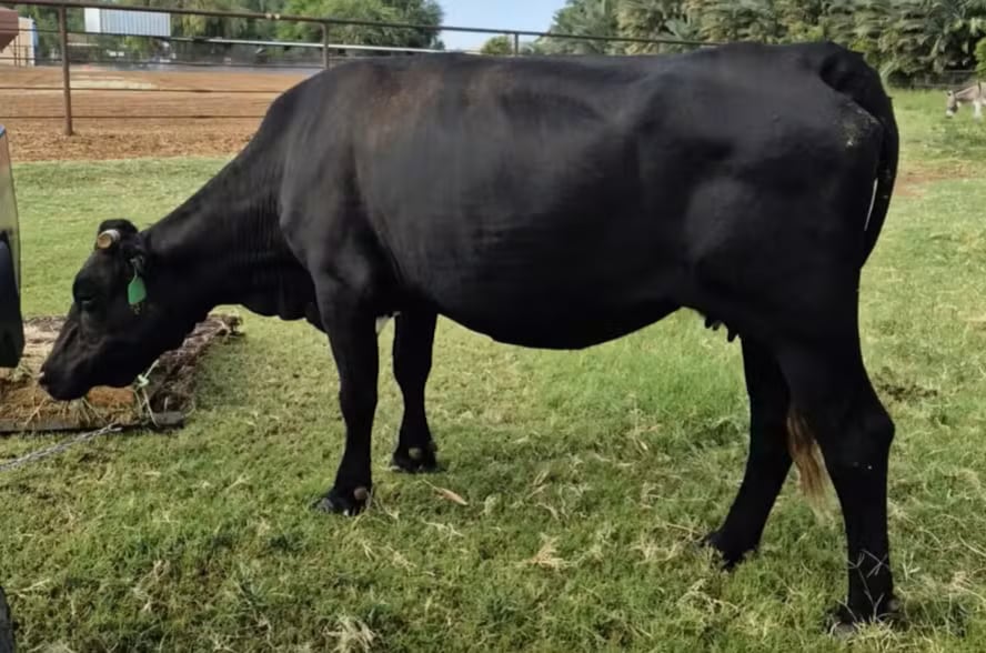 Una vaca huyó de un matadero, fue recapturada, pero donaciones ciudadanas evitaron su sacrificio y ahora vive en un santuario.