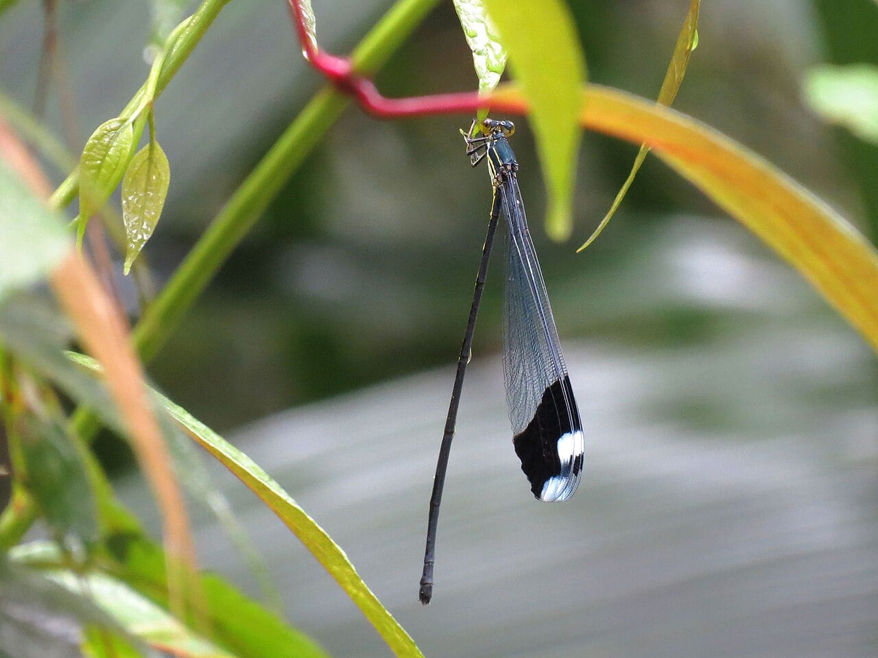 Megaloprepus caerulatus , también conocido como el helicóptero de alas azules