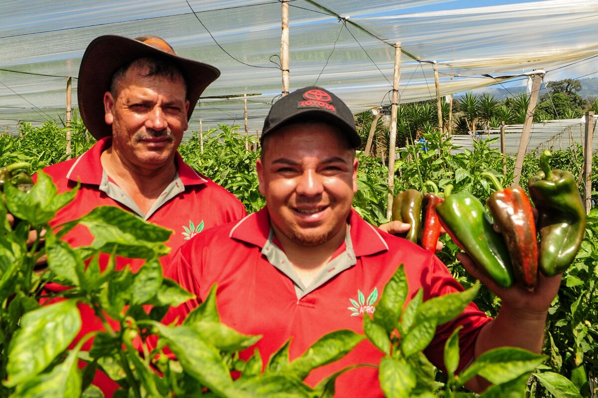 Walmart tierra fértil chiles dulces