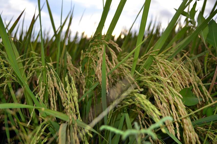 Las pólizas para arroz pasaron de representar un 95% del total de seguro de cosechas a un 70%, en menos de un año.