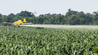 Periódico francés ‘Le Monde’: Empleados de bananeras en Costa Rica sufren por alta exposición a pesticidas