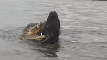 Cocodrilo atacó a búfalo de 500 kilos: vea el impresionante video captado por un guía turístico