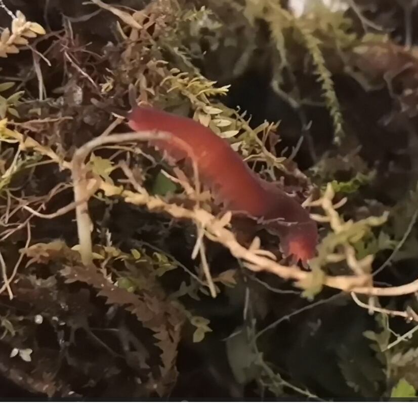 El gusano epiperipatus biolleyi en su ambiente.