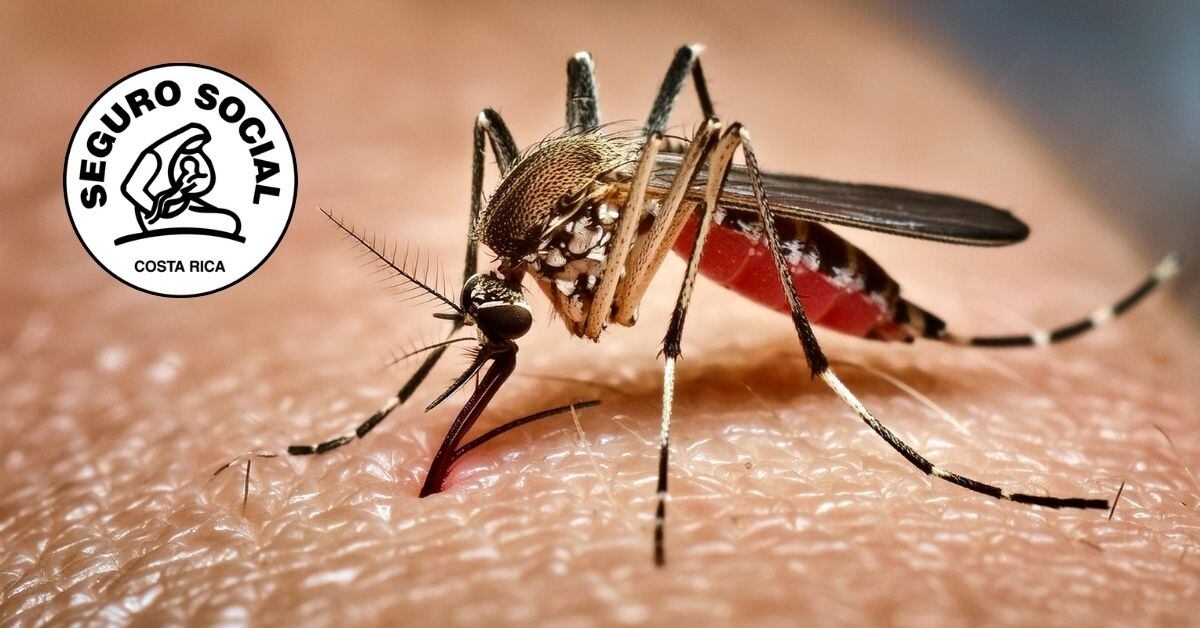 Una composición de imágenes con el mosquito Aedes aegypti, transmisor de la fiebre amarilla y el logo de la CCSS.