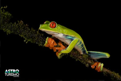 Categoría Naturaleza Nocturna: Rana arborícola de ojos rojos.
Canon Eos R6, lente macro 150 mm. f/200, f/11, ISO 500, tomada en Boca Tapada, 12/1/2025.